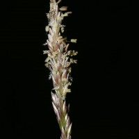 Zoysia matrella (L.) Merr.